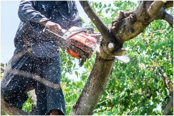 tree services Gates